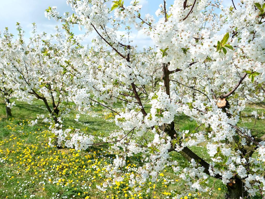 Kriftel Villa Orchard Frankfurt المظهر الخارجي الصورة